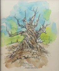 Methuselah Tree Original - Gene's Pen & Ink