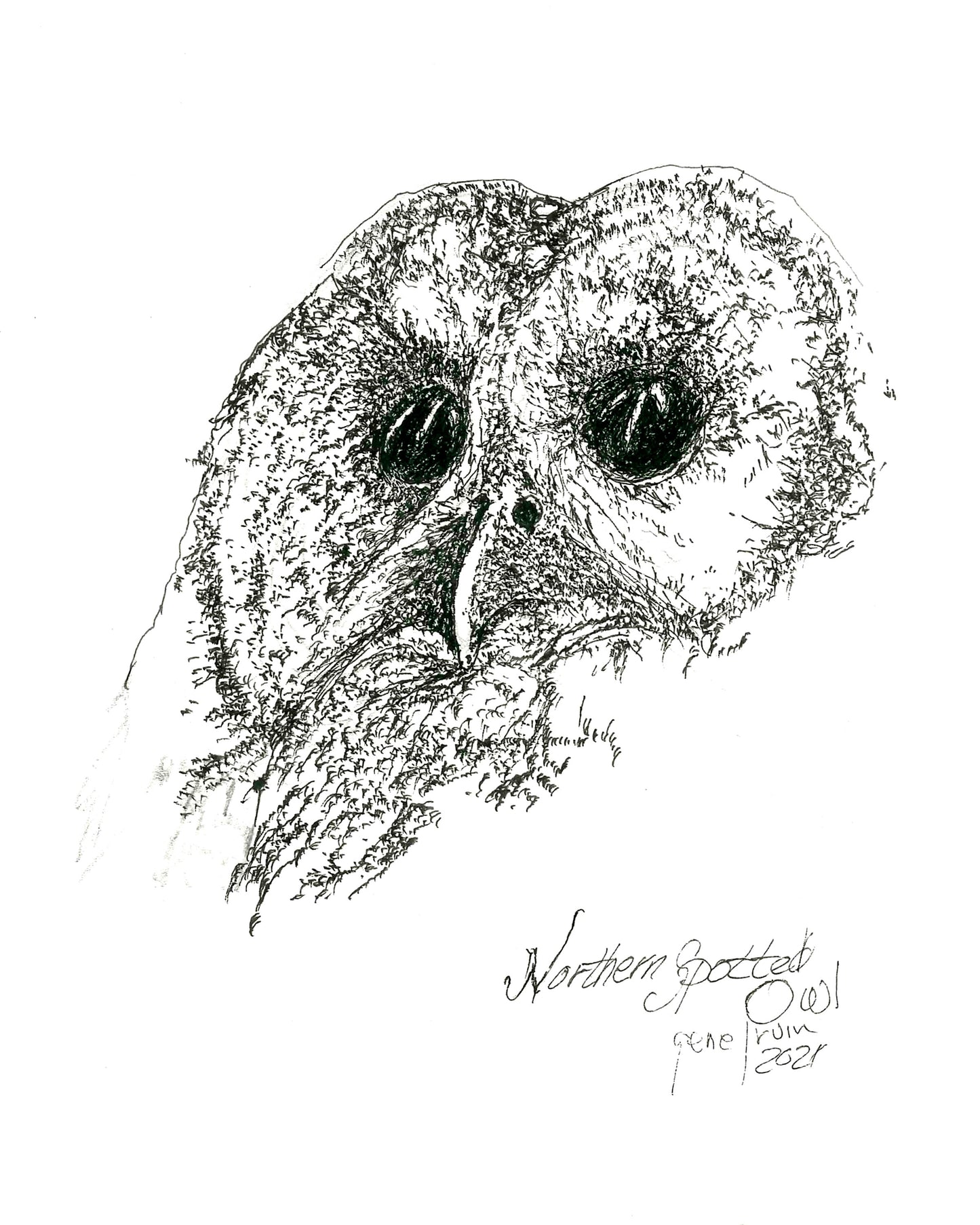 Northern Spotted Owl head portrait — pure pen and ink illustration by Gene Irvin, signed 2021 — close-up of an owl's face with large deep-black eyes, hooked pale beak, and densely crosshatched feathering, black ink on white background, 8×10 fine art print