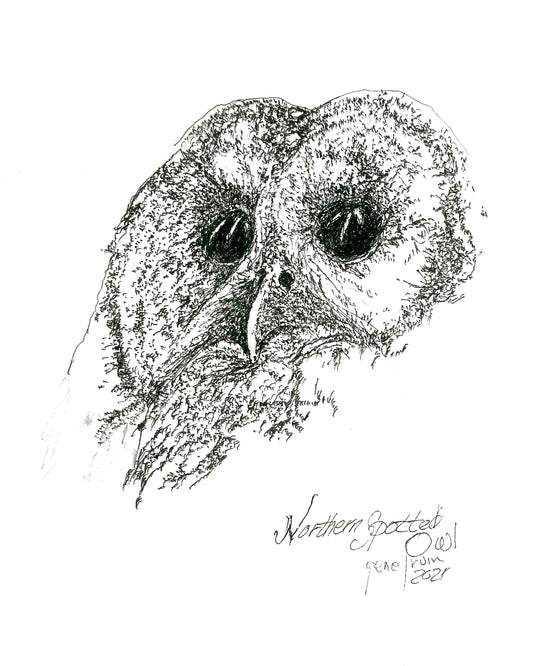 Northern Spotted Owl head portrait — pure pen and ink illustration by Gene Irvin, signed 2021 — close-up of an owl's face with large deep-black eyes, hooked pale beak, and densely crosshatched feathering, black ink on white background, 8×10 fine art print