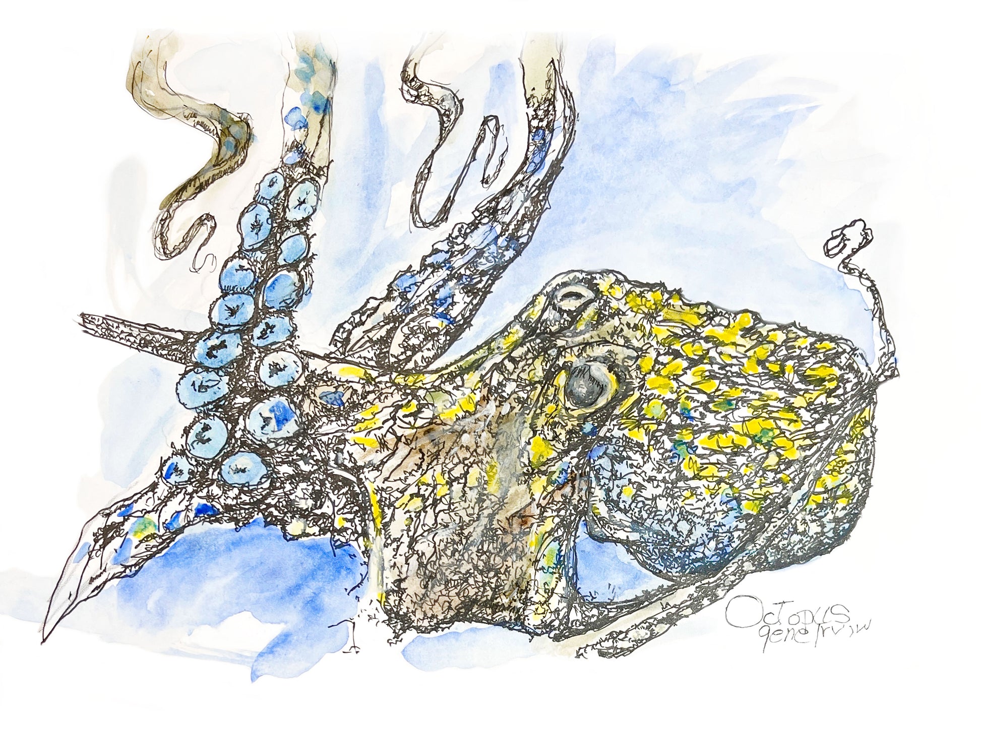 Octopus pen, ink, and watercolor illustration by Gene Irvin — close-up of an octopus with tentacles reaching upward, dense ink cross-hatching on mantle with vivid yellow and green watercolor patches, blue sucker-lined tentacles, soft blue watercolor wash background, signed by the artist