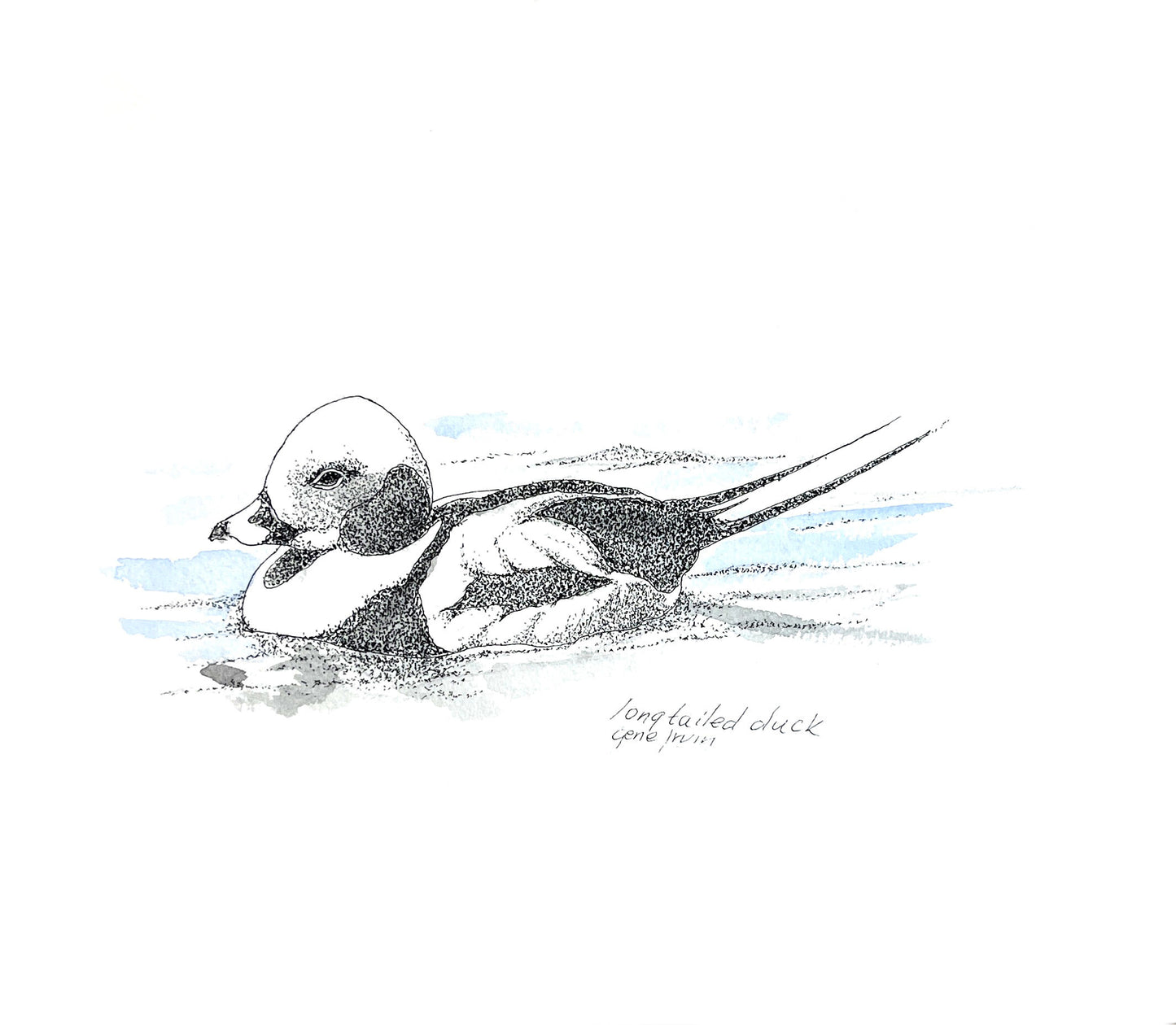 Long-Tailed Duck pen, ink, and watercolor illustration by Gene Irvin — a male long-tailed duck in winter plumage floating low on the water with a pale head, dark cheek patch, and long pointed tail feathers, fine black stippling with soft blue-grey watercolor washes suggesting rippling water, signed "long-tailed duck, Gene Irvin