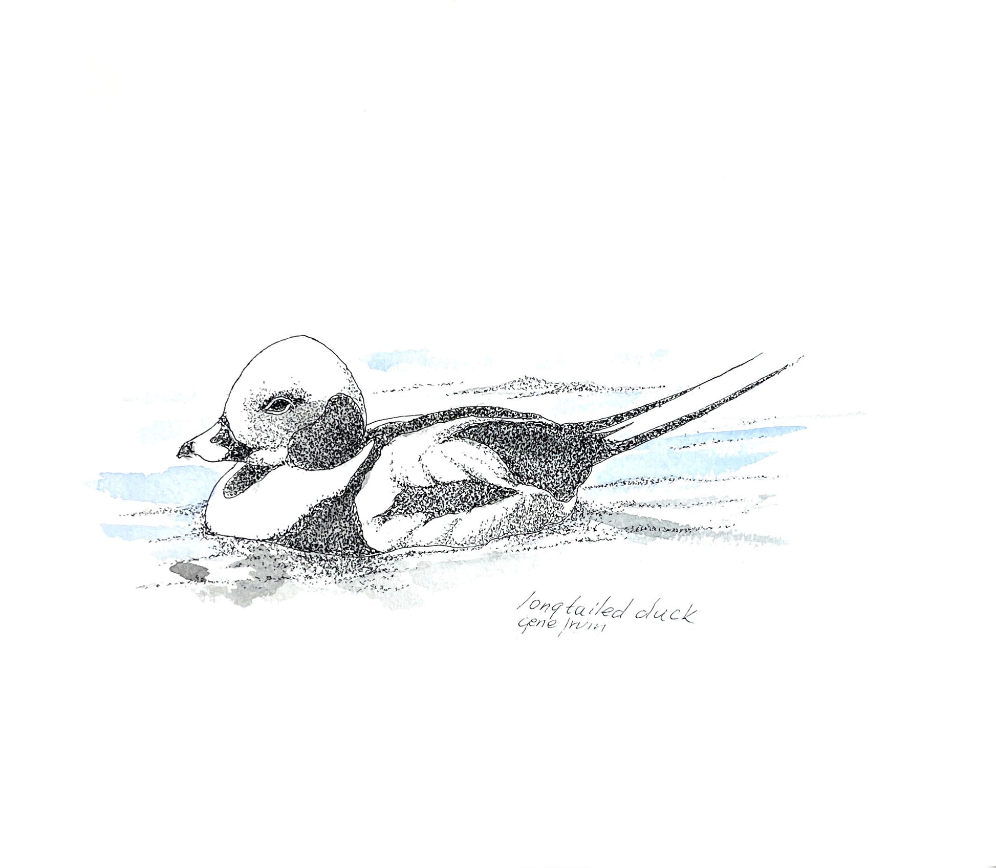 Long-Tailed Duck pen, ink, and watercolor illustration by Gene Irvin — a male long-tailed duck in winter plumage floating low on the water with a pale head, dark cheek patch, and long pointed tail feathers, fine black stippling with soft blue-grey watercolor washes suggesting rippling water, signed "long-tailed duck, Gene Irvin