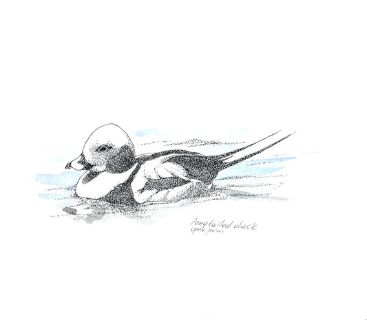 Long-Tailed Duck pen, ink, and watercolor illustration by Gene Irvin — a male long-tailed duck in winter plumage floating low on the water with a pale head, dark cheek patch, and long pointed tail feathers, fine black stippling with soft blue-grey watercolor washes suggesting rippling water, signed "long-tailed duck, Gene Irvin