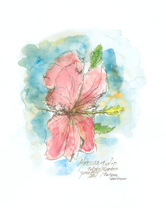 Original Mexican Tulip Poppy watercolor and ink illustration by Gene Irvin, 2021 — luminous loose watercolor portrait of a large soft pink Mexican Tulip Poppy bloom with delicate ink line work, yellow-green stamens, and green leaves against a blue and teal watercolor wash, inscribed 'Mexican Tulip / Tulipán Mexicano' and signed by the artist in Gene's own hand