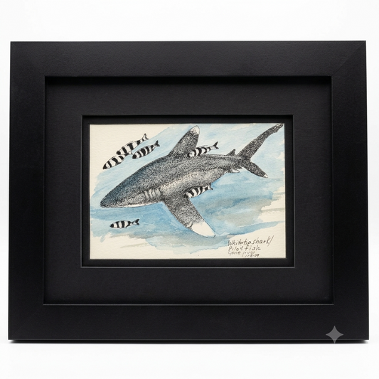 Original Oceanic Whitetip Shark & Pilot Fish pen, ink, and watercolor by Gene Irvin, signed 2009 — stippled grey shark with white-tipped fins swimming amid striped pilot fish on a soft blue ocean wash, double-matted in black in a flat black wood frame, 12×10 inches, ready to hang