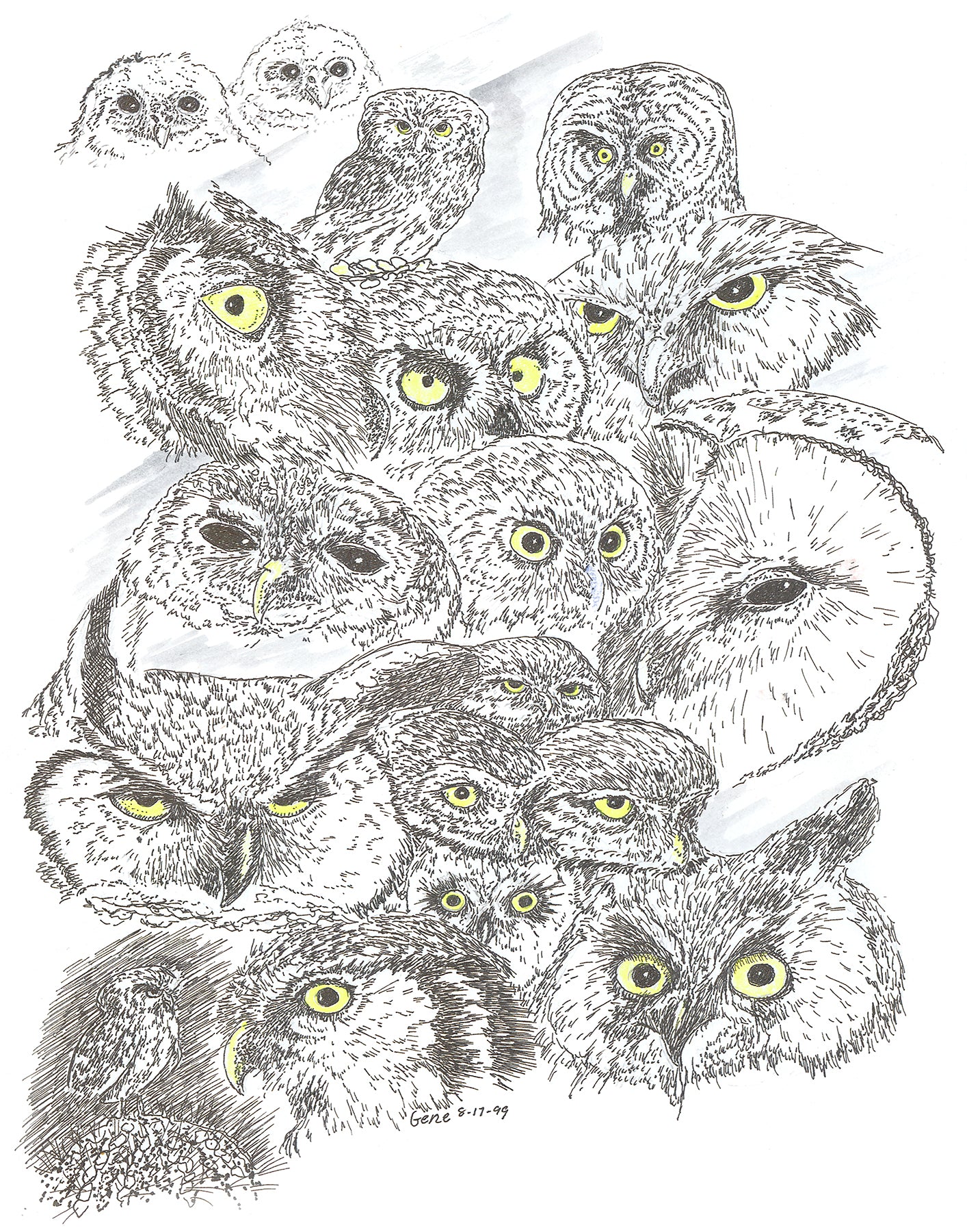 Owls Heads Collage - Gene's Pen & Ink