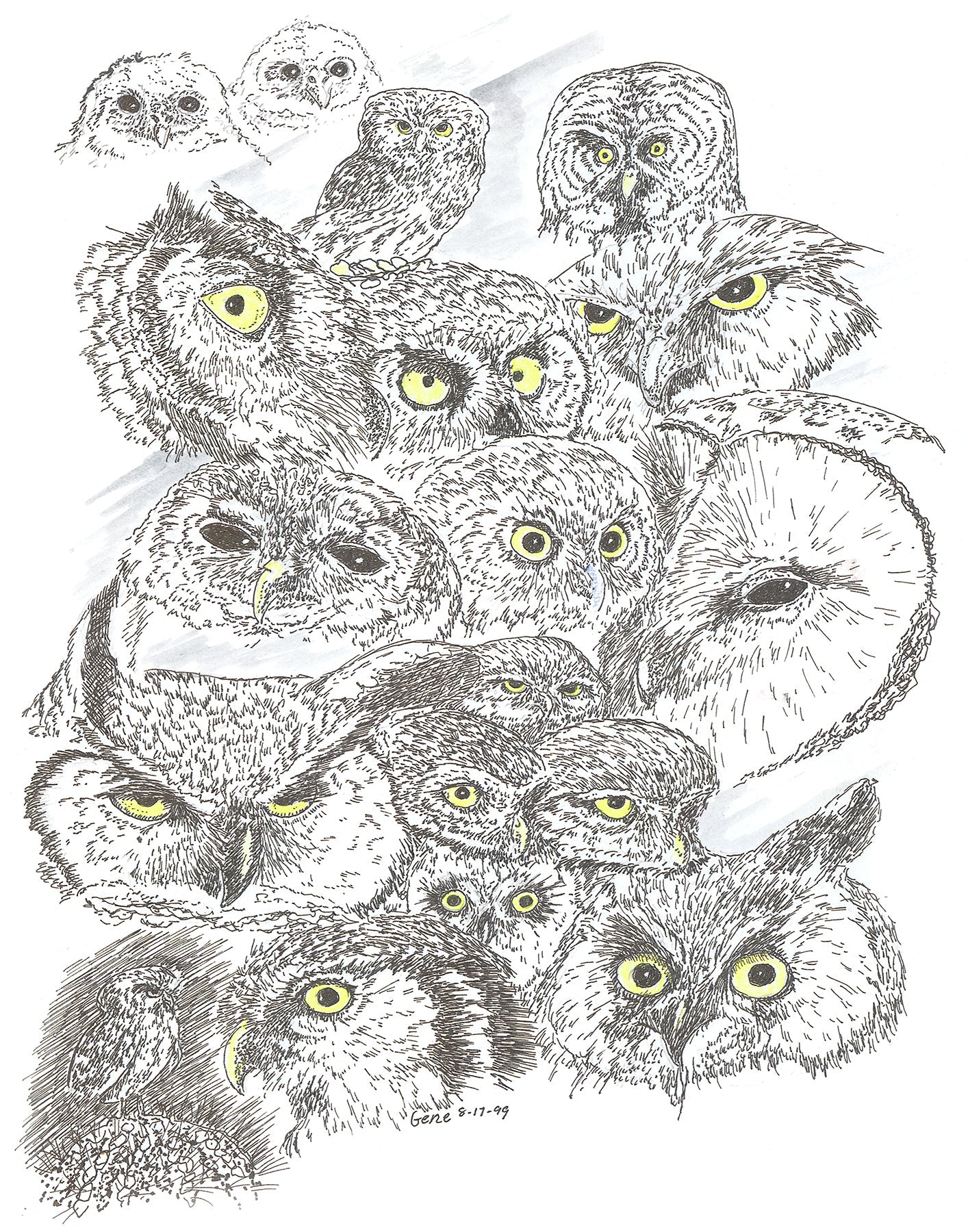 Owls Heads Collage Framed - Gene's Pen & Ink