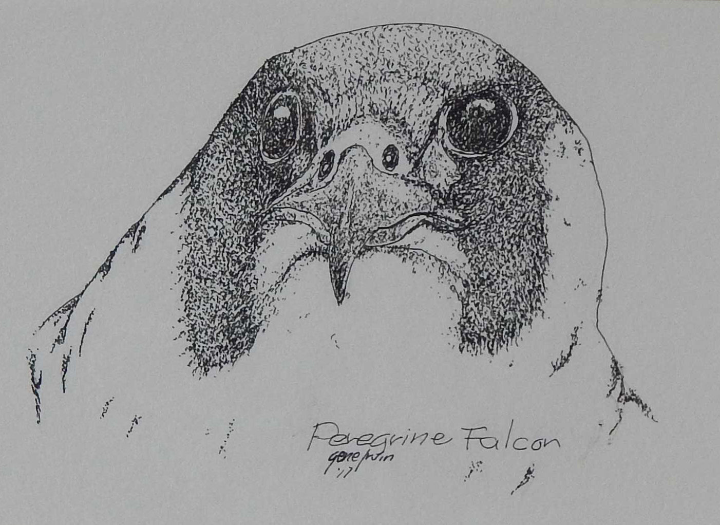 Peregrine Falcon Original - Gene's Pen & Ink