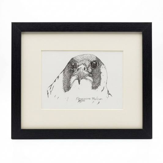 Original Peregrine Falcon close-up portrait by Gene Irvin — pen and ink stippling, direct frontal view of falcon face with dark hood, signed "Peregrine Falcon, Gene Irvin," cream mat, black frame, 11×9.25", ready to hang.