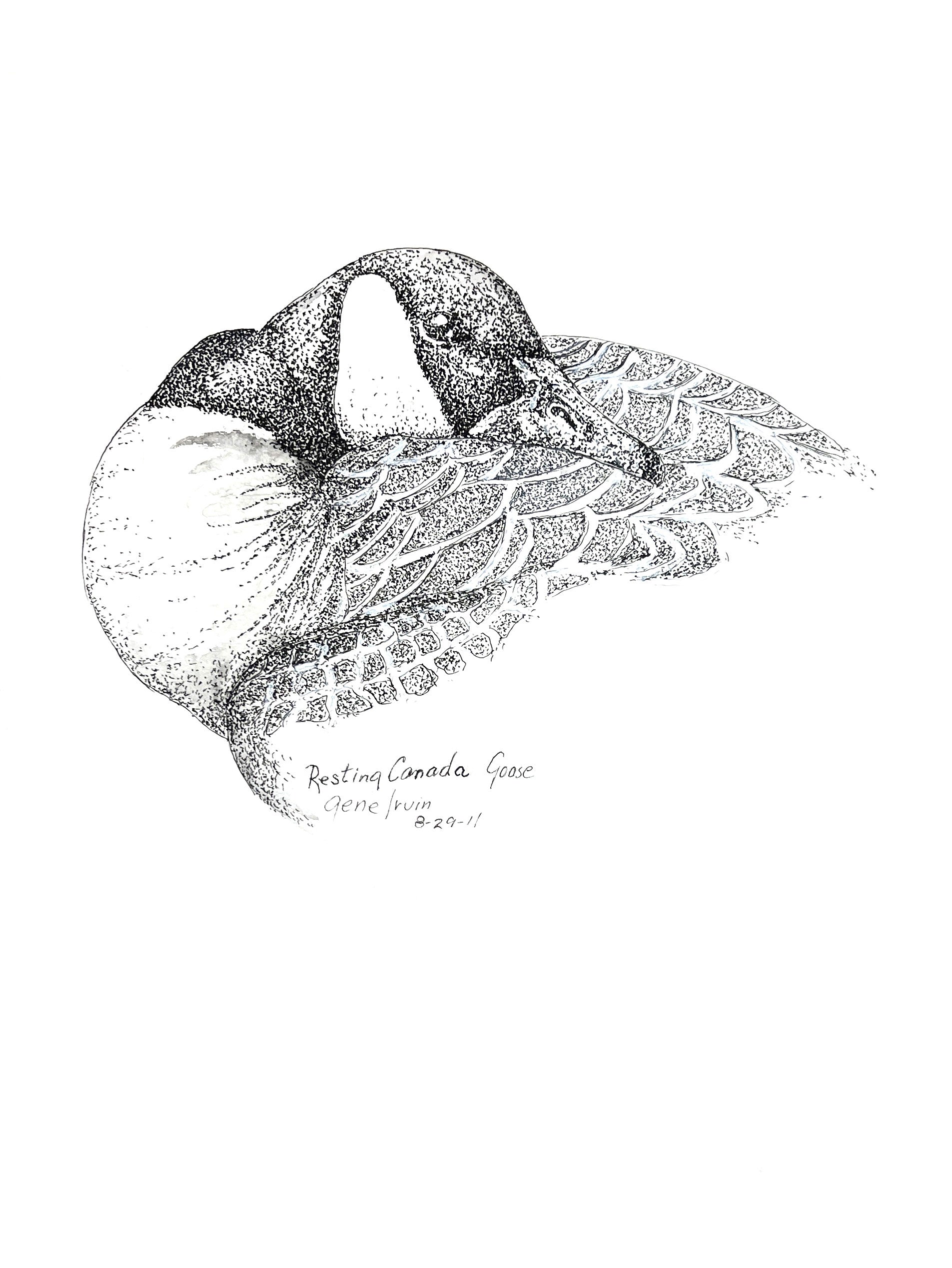 Resting Canada Goose pen and ink stippling illustration by Gene Irvin, signed 8-29-11 — a Canada goose curled at rest with its black head and bill tucked into its layered wing feathers, fine black-and-white stippling on a white background, signed wildlife art