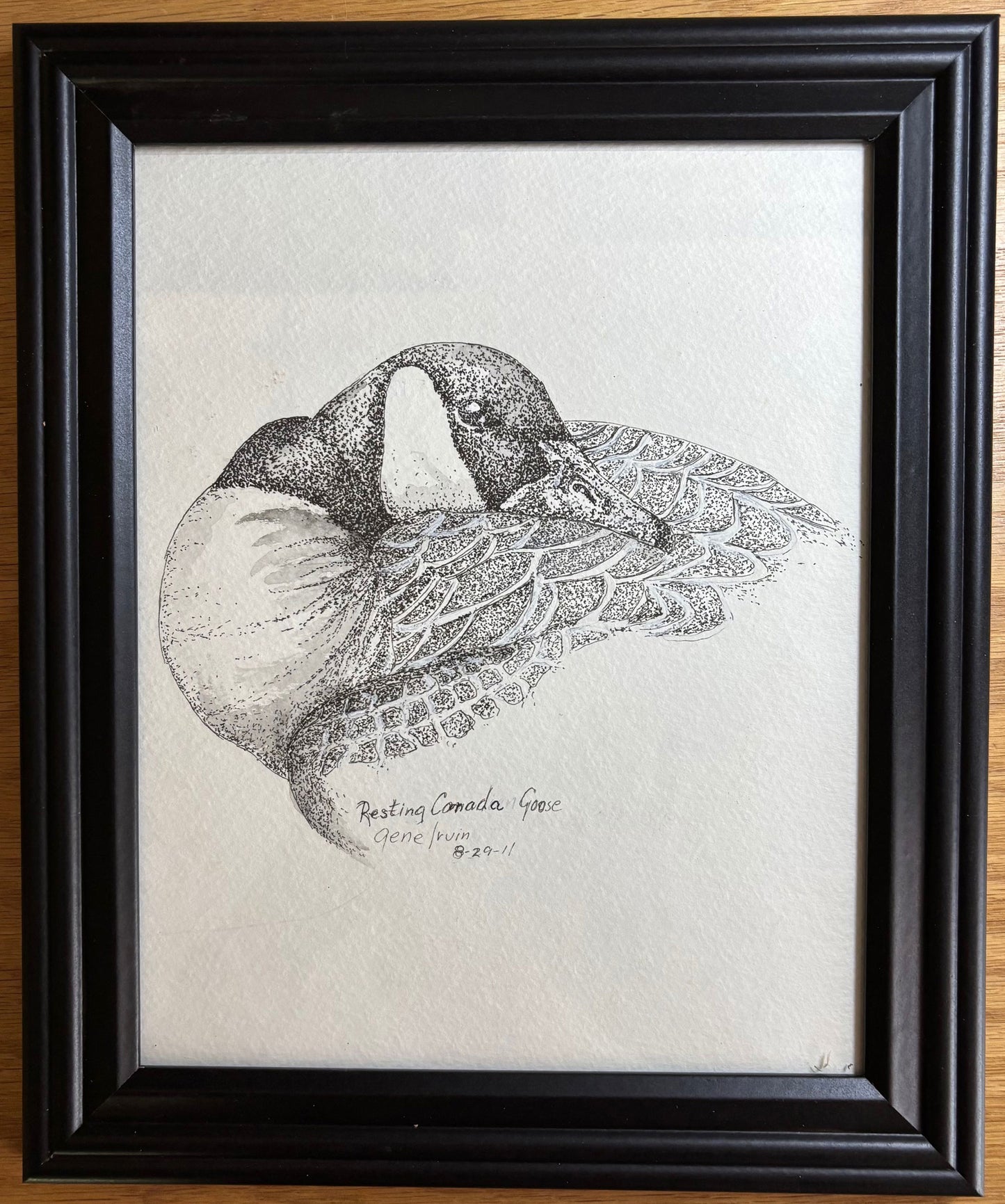 Resting Canada Goose pen and ink stippling illustration by Gene Irvin, signed 8-29-11 — a Canada goose curled at rest with its black head and bill tucked back into its layered wing feathers, delicate black-and-white stippling on white background, signed wildlife art