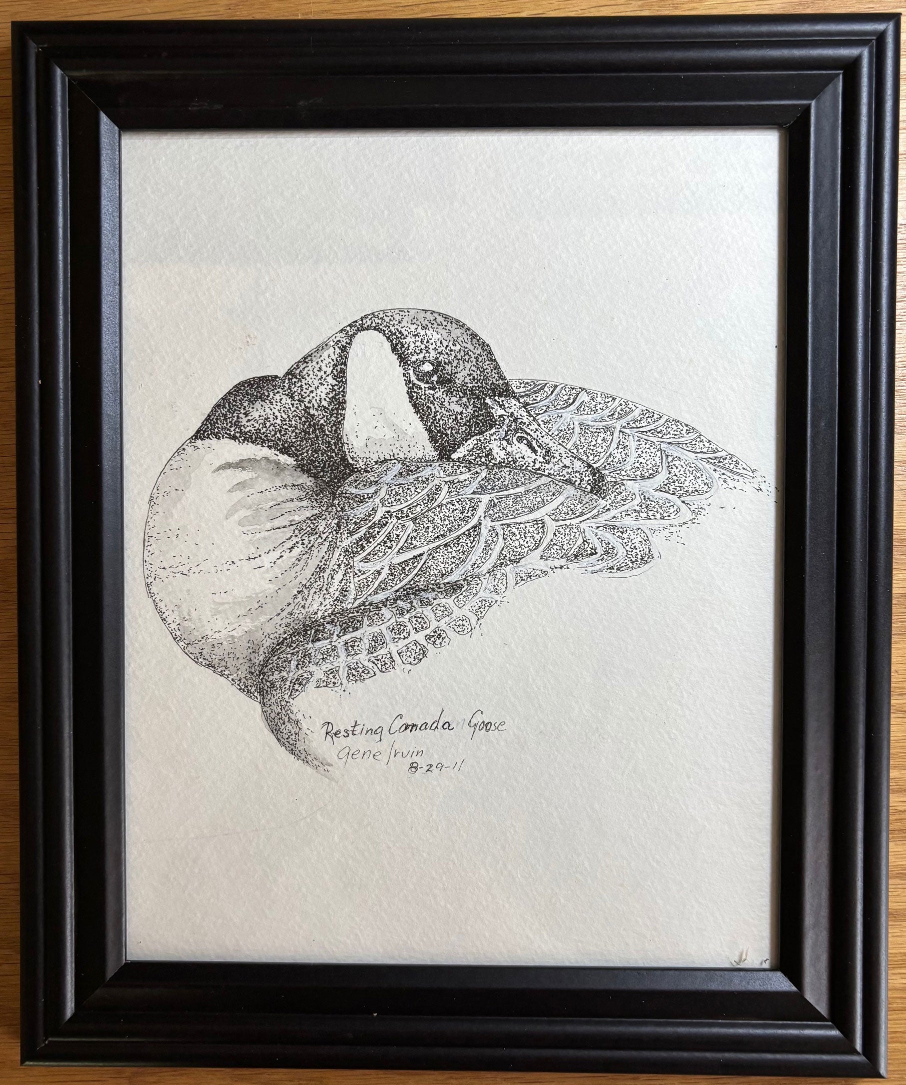 Resting Canada Goose pen and ink stippling illustration by Gene Irvin, signed 8-29-11 — a Canada goose curled at rest with its black head and bill tucked back into its layered wing feathers, delicate black-and-white stippling on white background, signed wildlife art