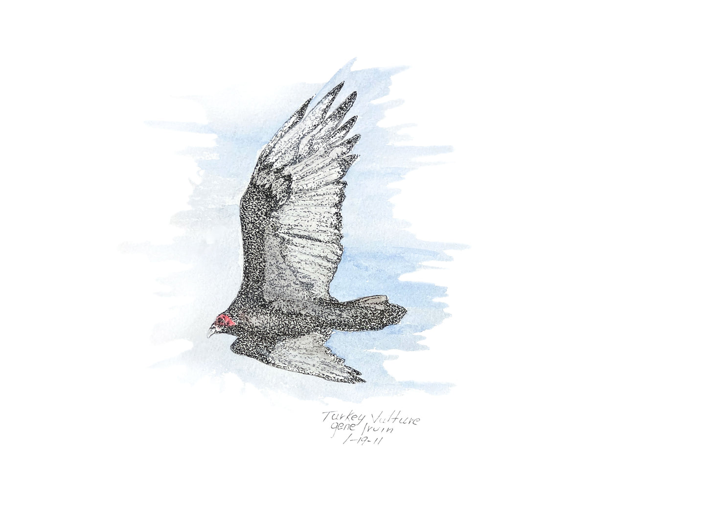 Turkey Vulture pen, ink, and watercolor illustration by Gene Irvin, signed 1-19-11 — a turkey vulture soaring with wings raised in a shallow V, bright red bare head and stippled dark plumage with silvery flight feathers, set against a soft blue sky watercolor wash, signed wildlife art