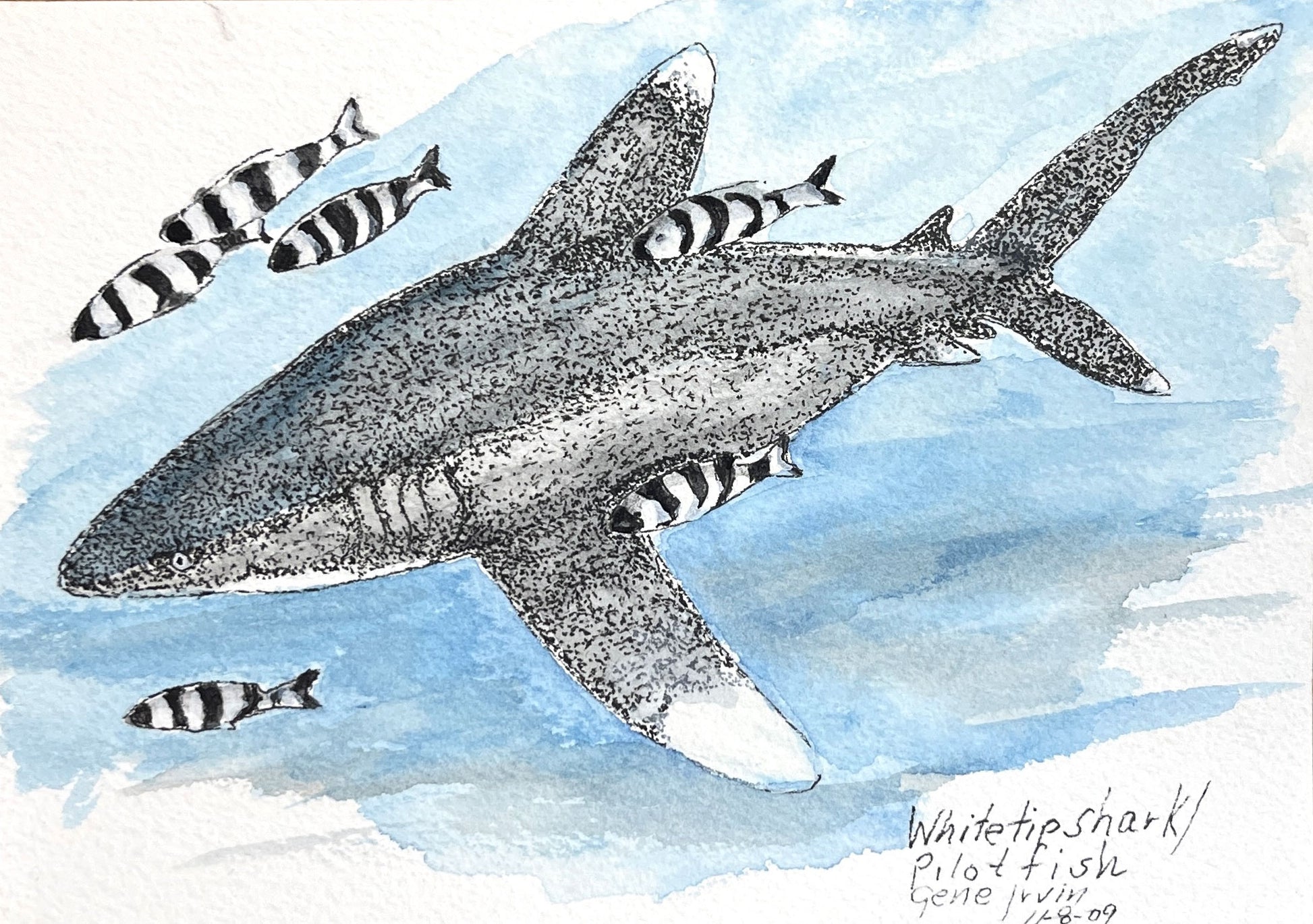 Oceanic Whitetip Shark & Pilot Fish pen, ink, and watercolor illustration by Gene Irvin, signed 1-18-09 — dense stippled grey shark with white-tipped dorsal and pectoral fins gliding through blue water surrounded by black-and-white striped pilot fish, signed marine wildlife art