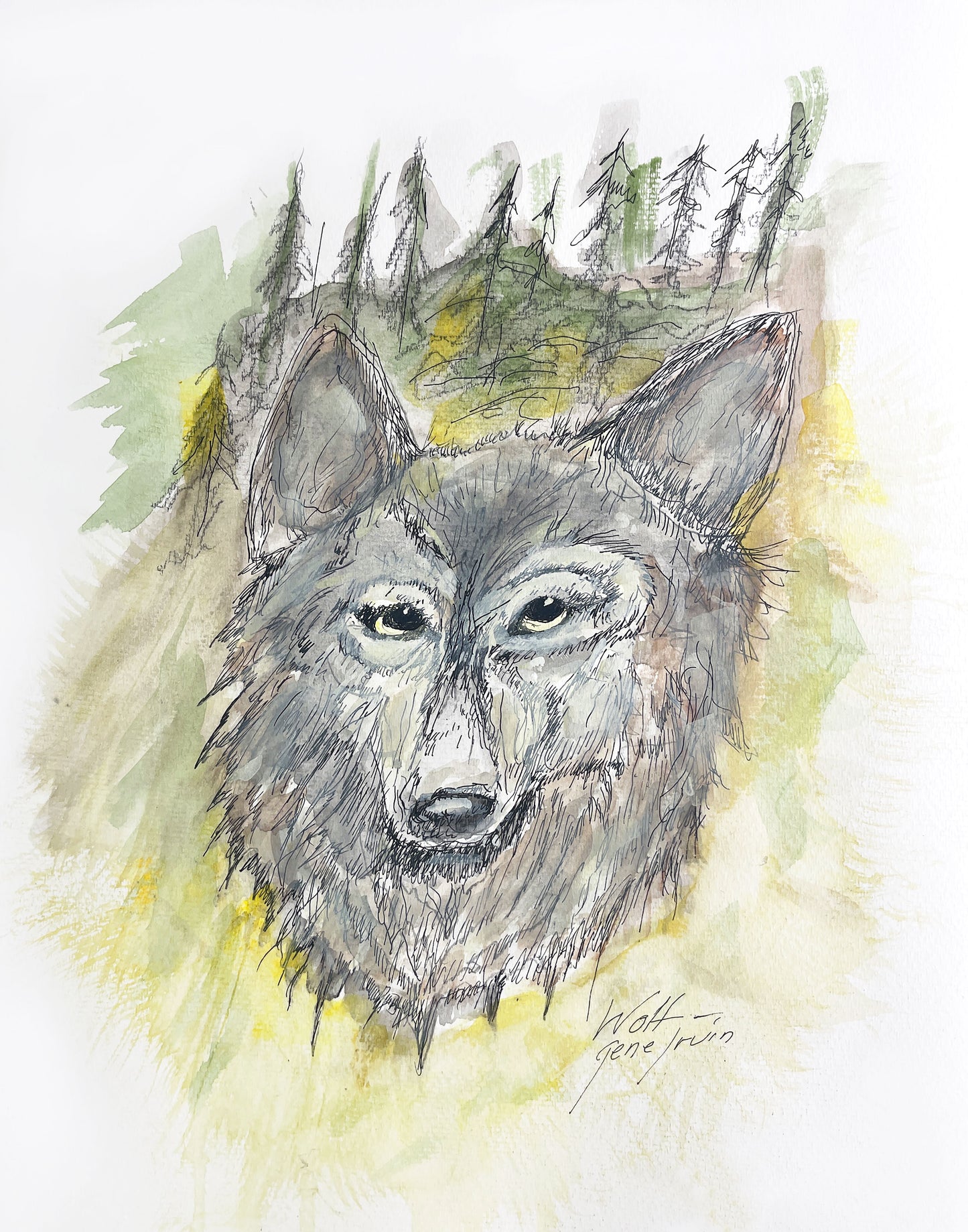 Wolf watercolor and pen and ink illustration by Gene Irvin — a wolf with an intense direct gaze, fine detailed line work around the eyes and muzzle dissolving into soft cool watercolor washes at the edges, one of the artist's final works, signed