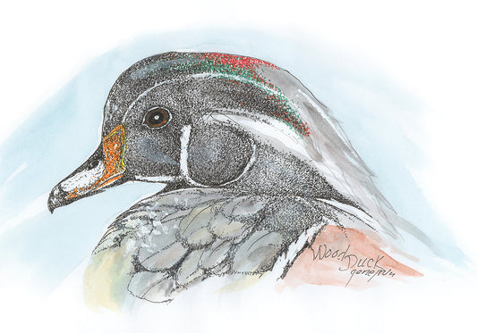 Wood Duck pen, ink stippling, and watercolor illustration by Gene Irvin — detailed stippling close-up portrait of a male Wood Duck with iridescent red and green crest, orange beak, white cheek stripe, and dark stippled plumage with loose watercolor wing feathers against a soft blue wash, inscribed 'Wood Duck' and signed by the artist