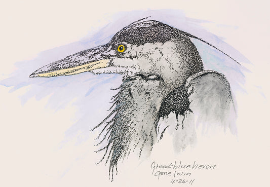 Great Blue Heron - Gene's Pen & Ink