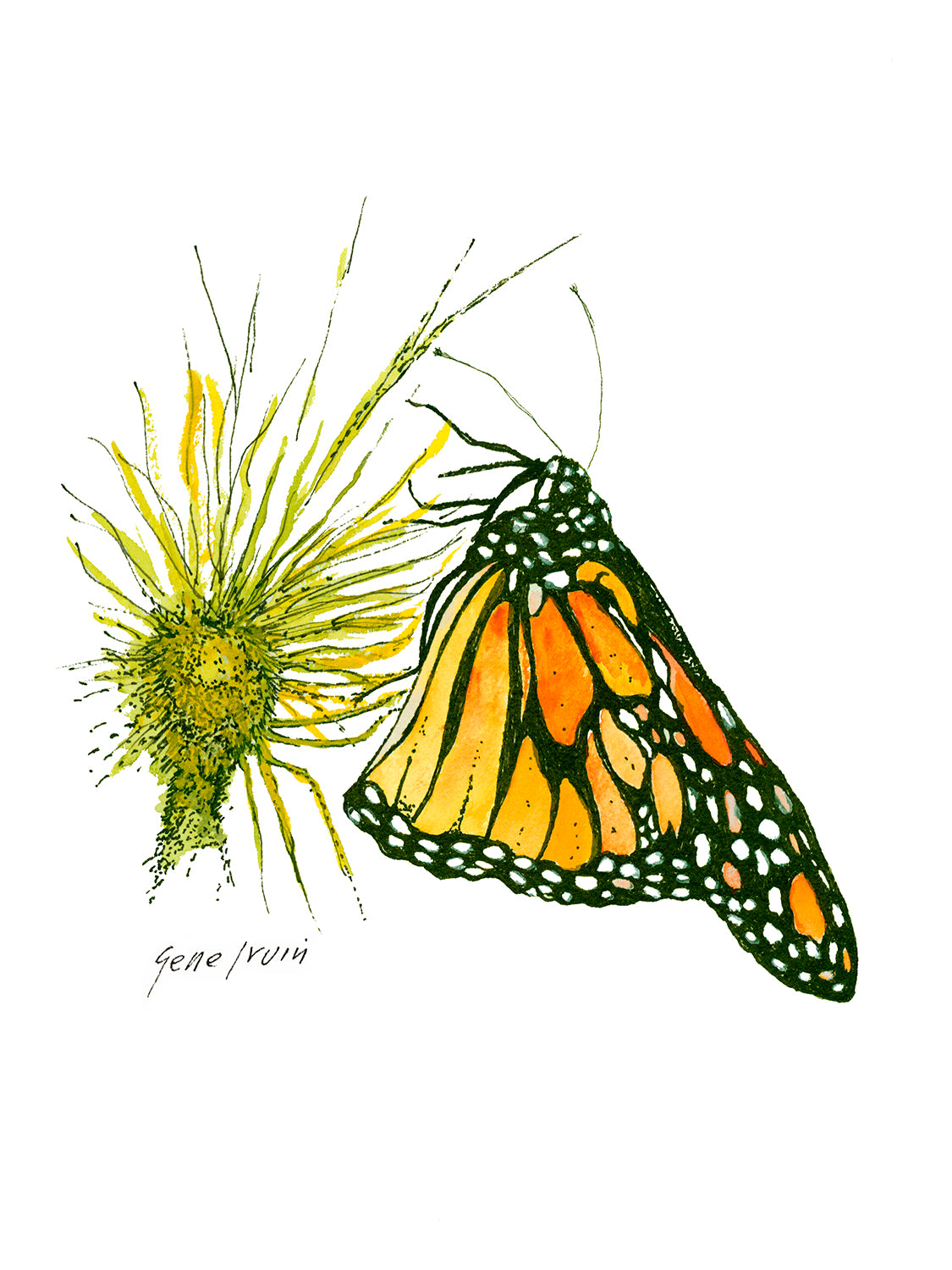 Monarch Butterfly - Gene's Pen & Ink