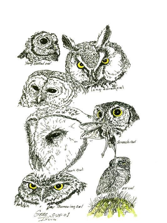 Owls Collage - Gene's Pen & Ink