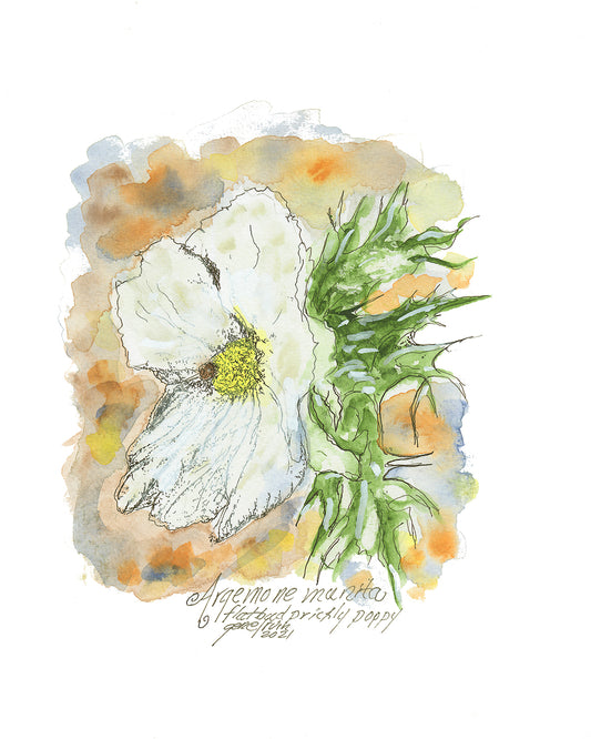 Flatbud Prickly Poppy-Chicalote - Gene's Pen & Ink