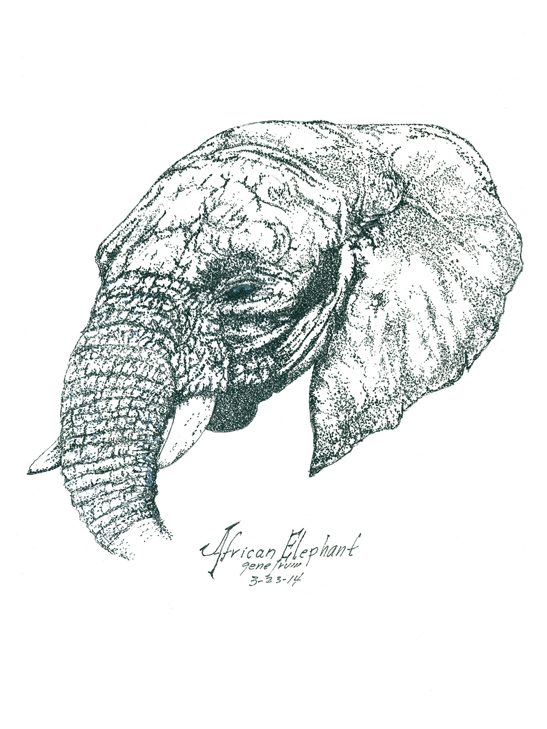 African Elephant pen and ink portrait by Gene Irvin, March 2014 — close-up head study of an African elephant with massive ear spread wide, trunk curled downward, and small ivory tusk, extraordinary dense stippling capturing every wrinkle and skin texture, pure black ink on white background, signed by the artist