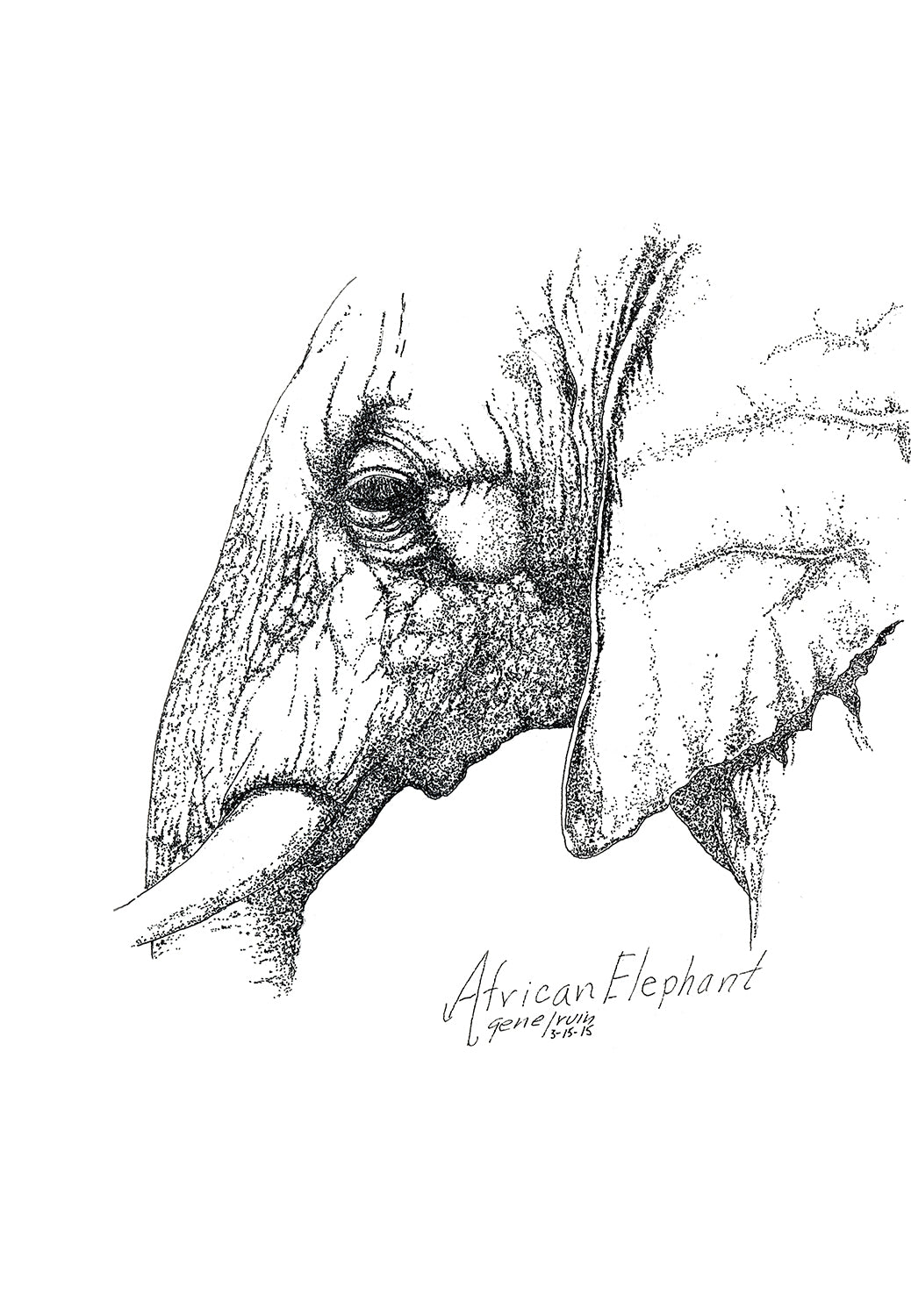 African Elephant pen and ink illustration with watercolor accents by Gene Irvin — detailed rendering of a mature elephant with weathered wrinkled hide, sweeping tusks, and an intelligent gaze, fine pen line work with warm watercolor washes, signed by the artist