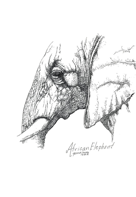 African Elephant pen and ink illustration with watercolor accents by Gene Irvin — detailed rendering of a mature elephant with weathered wrinkled hide, sweeping tusks, and an intelligent gaze, fine pen line work with warm watercolor washes, signed by the artist