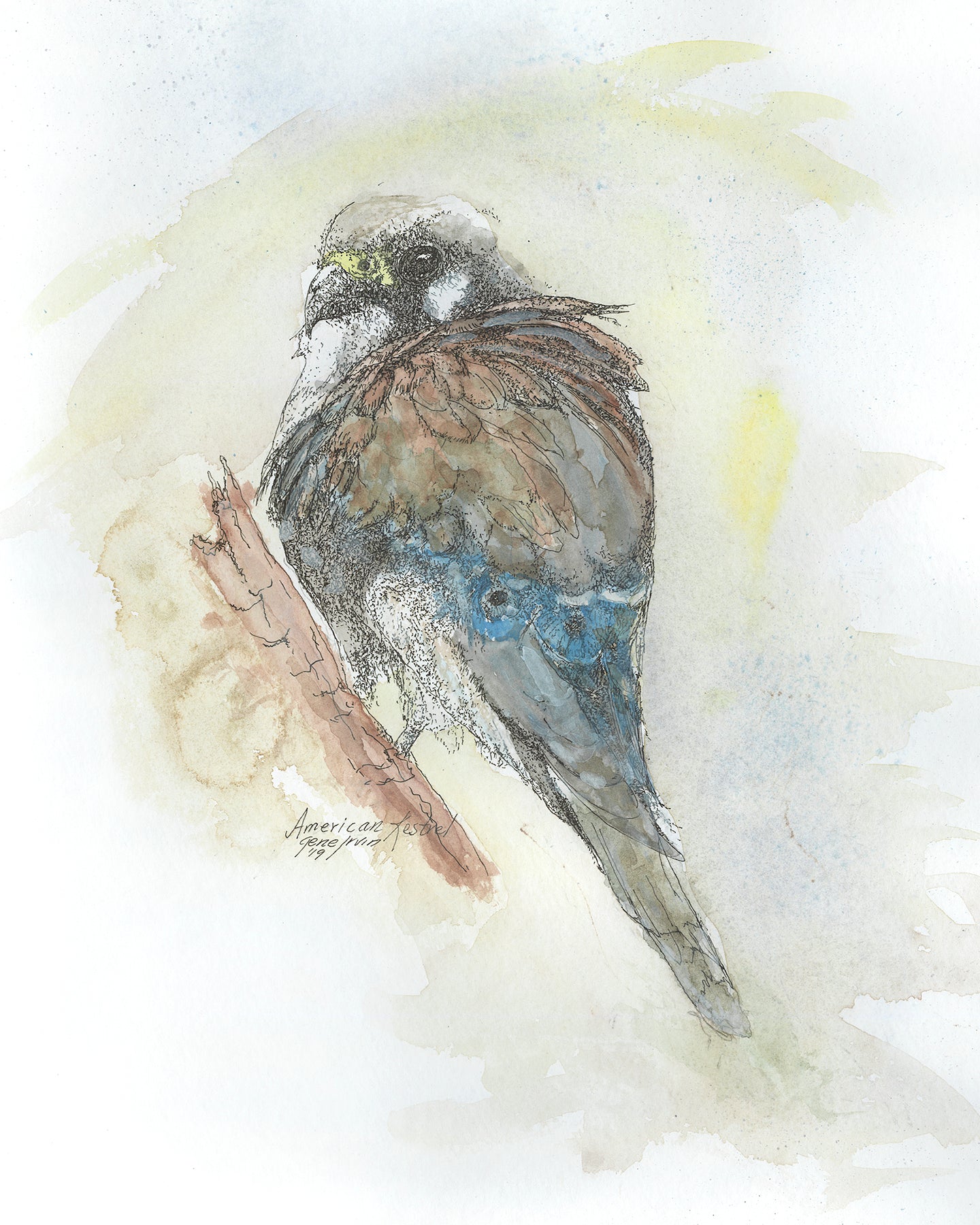 American Kestrel — pen, ink, and watercolor illustration by Gene Irvin — small falcon with rufous back, slate-blue wings, and bold facial markings, signed wildlife art