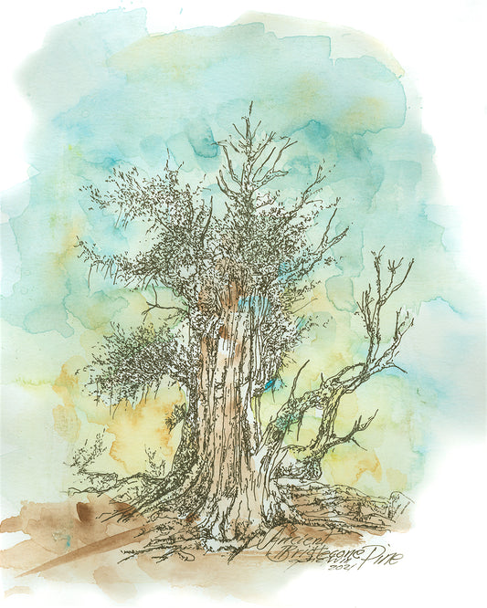 A pen-and-ink watercolor illustration of an Ancient Bristlecone Pine (Pinus longaeva), its massive gnarled trunk rising from exposed roots with twisted bare branches reaching outward and sparse needle clusters clinging to the upper limbs. Rendered with expressive ink line work against a luminous blue-green and golden watercolor sky wash. Signed "Ancient Bristlecone Pine / 2021" in the artist's hand at lower center. Original botanical landscape art by Gene Irvin (1934–2026).
