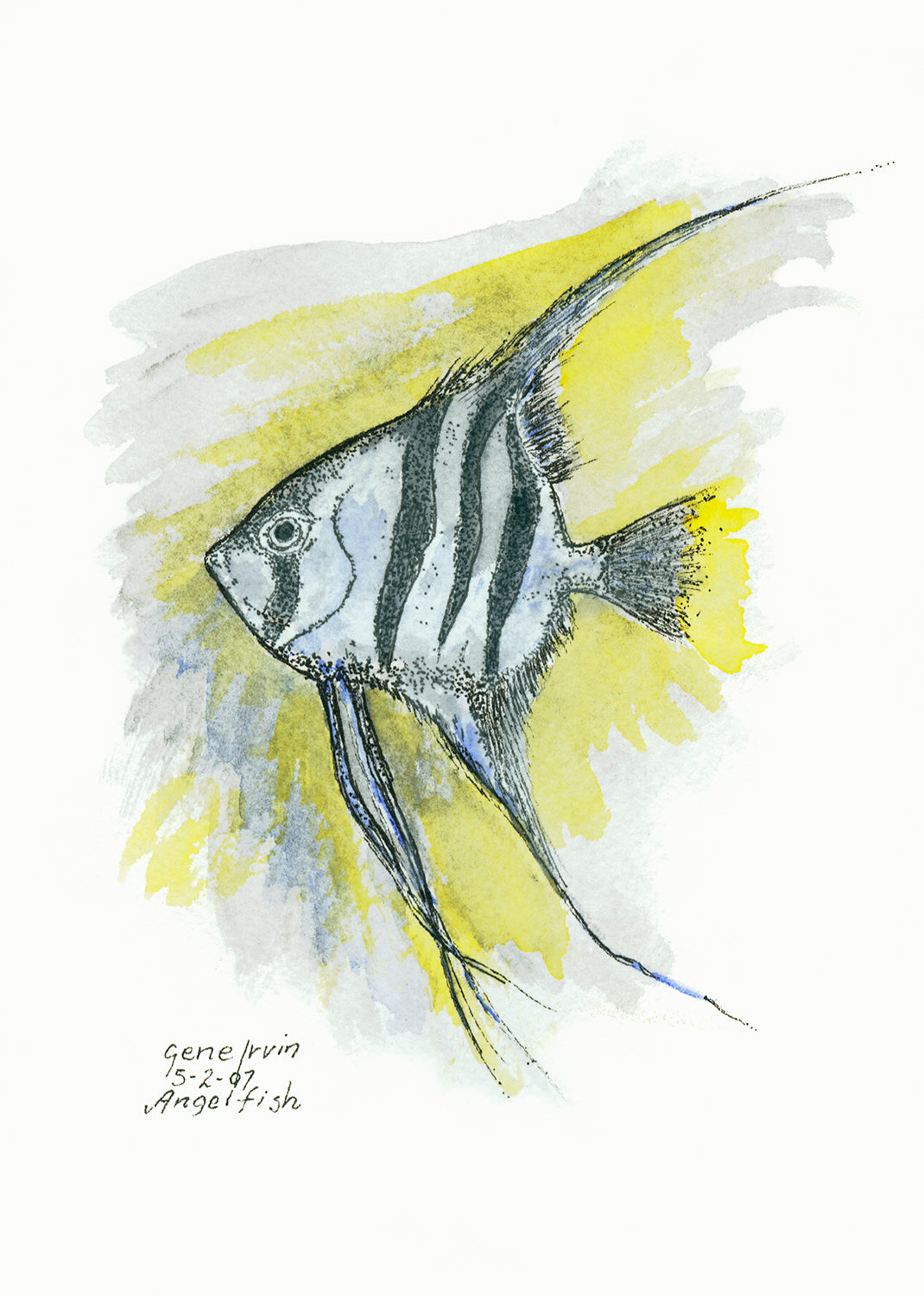 Angelfish pen, ink, and watercolor illustration by Gene Irvin, February 2007 — full-body side view of an angelfish with black vertical stripes on a silver-white body, tall triangular dorsal fin and long trailing ventral fins, yellow and grey-blue watercolor wash background, signed by the artist