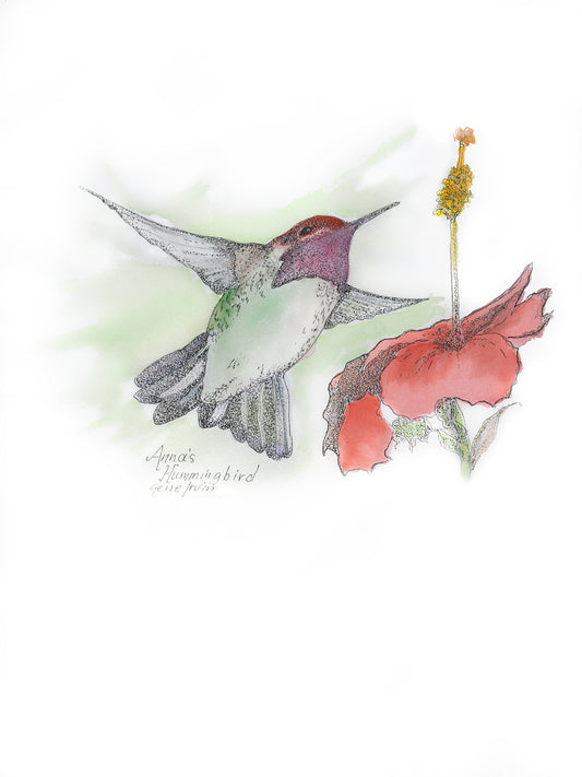 Anna's Hummingbird - Gene's Pen & Ink