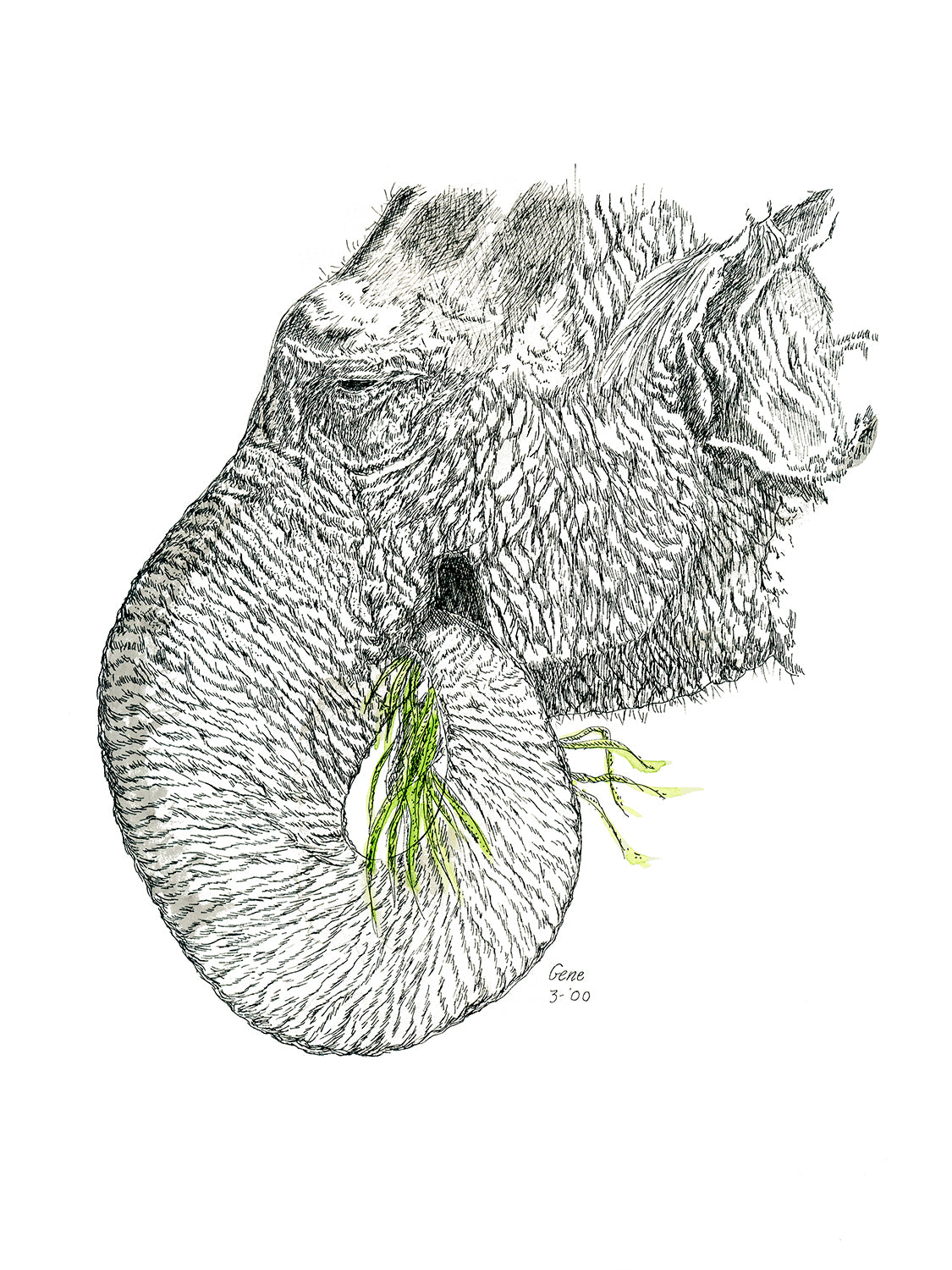 Asian Elephant pen and ink illustration with watercolor washes by Gene Irvin — detailed rendering of an Asian elephant with smaller rounded ears, domed head, and gentle expression, fine pen line work with warm grey-brown watercolor tones, signed by the artist