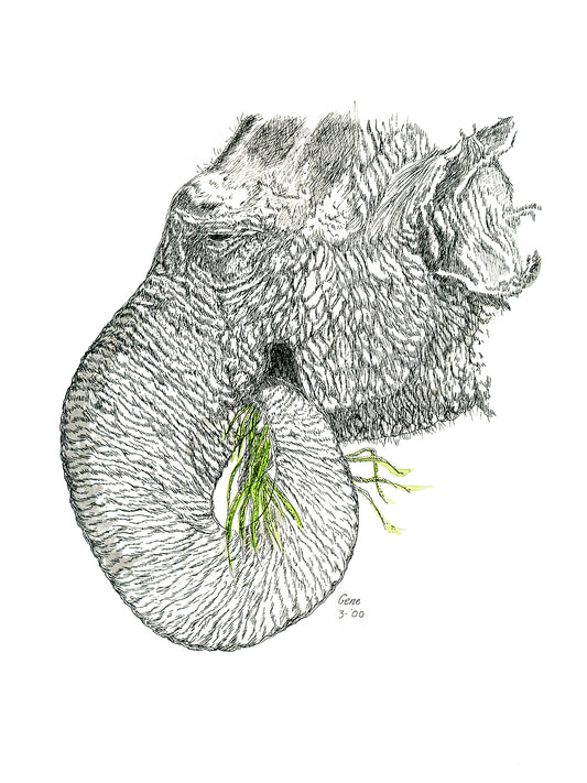 Asian Elephant pen and ink illustration with watercolor washes by Gene Irvin — detailed rendering of an Asian elephant with smaller rounded ears, domed head, and gentle expression, fine pen line work with warm grey-brown watercolor tones, signed by the artist