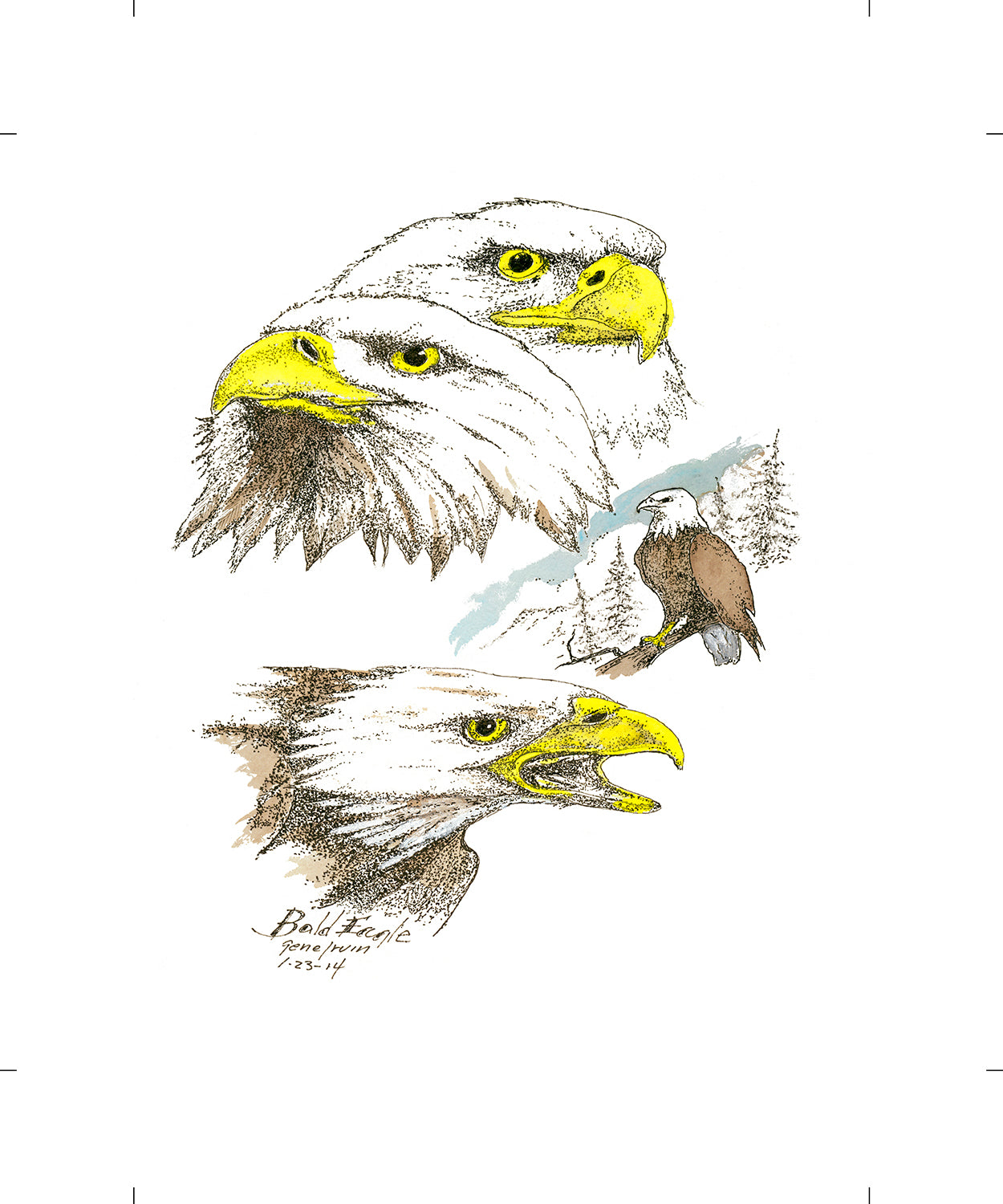 Bald Eagle collage pen, ink, and watercolor illustration by Gene Irvin, January 2014 — three studies of a bald eagle: two close-up head portraits with yellow eyes and hooked bill, one calling with open beak, and a full-body perched eagle in a pine forest, stippled detail with yellow and soft blue-brown watercolor accents, signed by the artist
