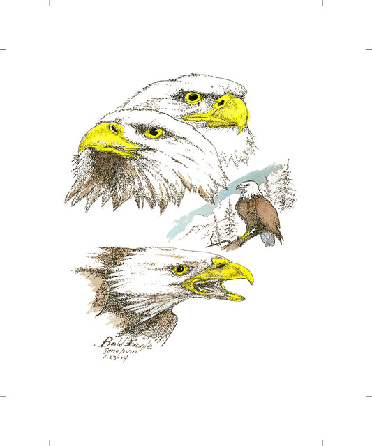 Bald Eagle collage pen, ink, and watercolor illustration by Gene Irvin, January 2014 — three studies of a bald eagle: two close-up head portraits with yellow eyes and hooked bill, one calling with open beak, and a full-body perched eagle in a pine forest, stippled detail with yellow and soft blue-brown watercolor accents, signed by the artist