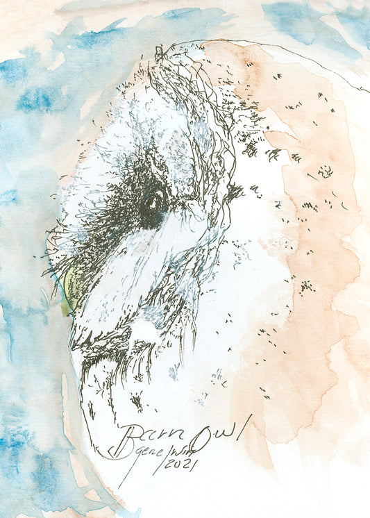 Barn Owl - Gene's Pen & Ink