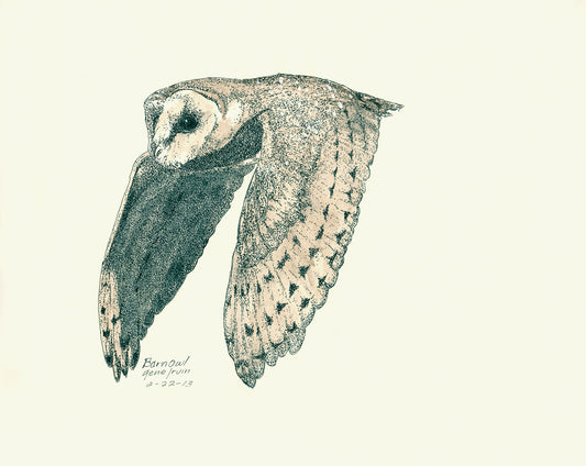 Barn Owl in Flight - Gene's Pen & Ink
