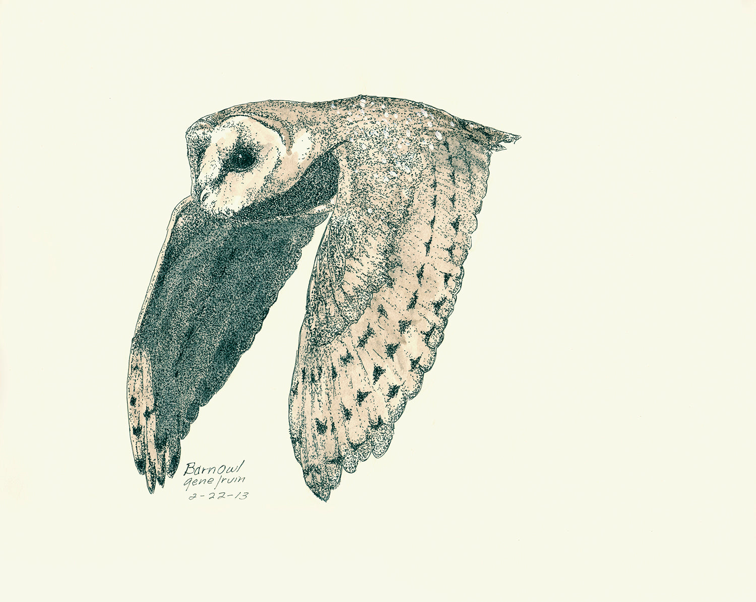 Barn Owl in Flight — original pen and ink illustration by Gene Irvin, 2013 — detailed stippling of a barn owl with wings spread wide, heart-shaped face and talons extended, signed by the artist