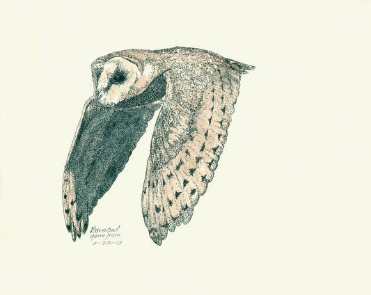 Barn Owl in Flight — original pen and ink illustration by Gene Irvin, 2013 — detailed stippling of a barn owl with wings spread wide, heart-shaped face and talons extended, signed by the artist