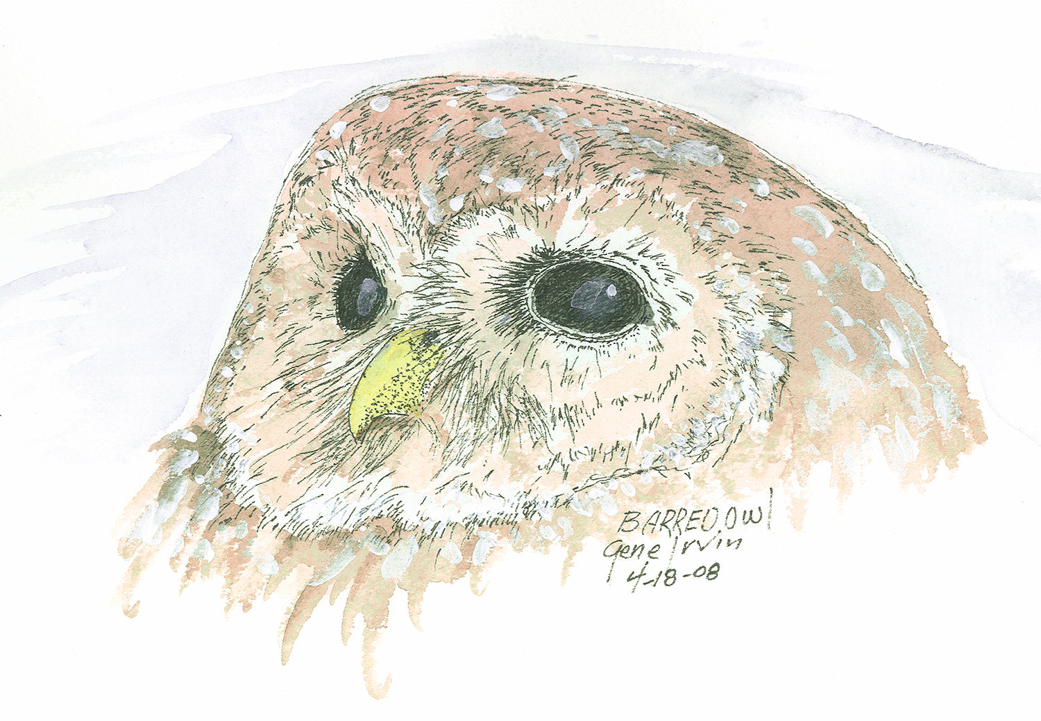 Barred Owl head portrait — pen, ink, and watercolor illustration by Gene Irvin — close-up of mottled brown and white owl with dark eyes and broad facial disc, signed wildlife art