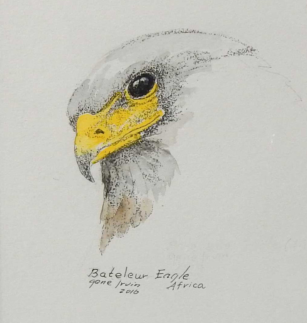 Bateleur Eagle Head Original - Gene's Pen & Ink