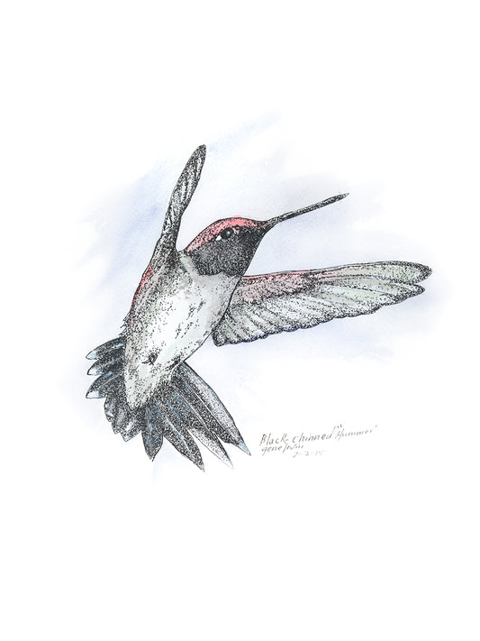 Black-Chinned Hummingbird — pen, ink, and watercolor illustration by Gene Irvin — male hummingbird with black chin and iridescent violet throat band, signed wildlife art