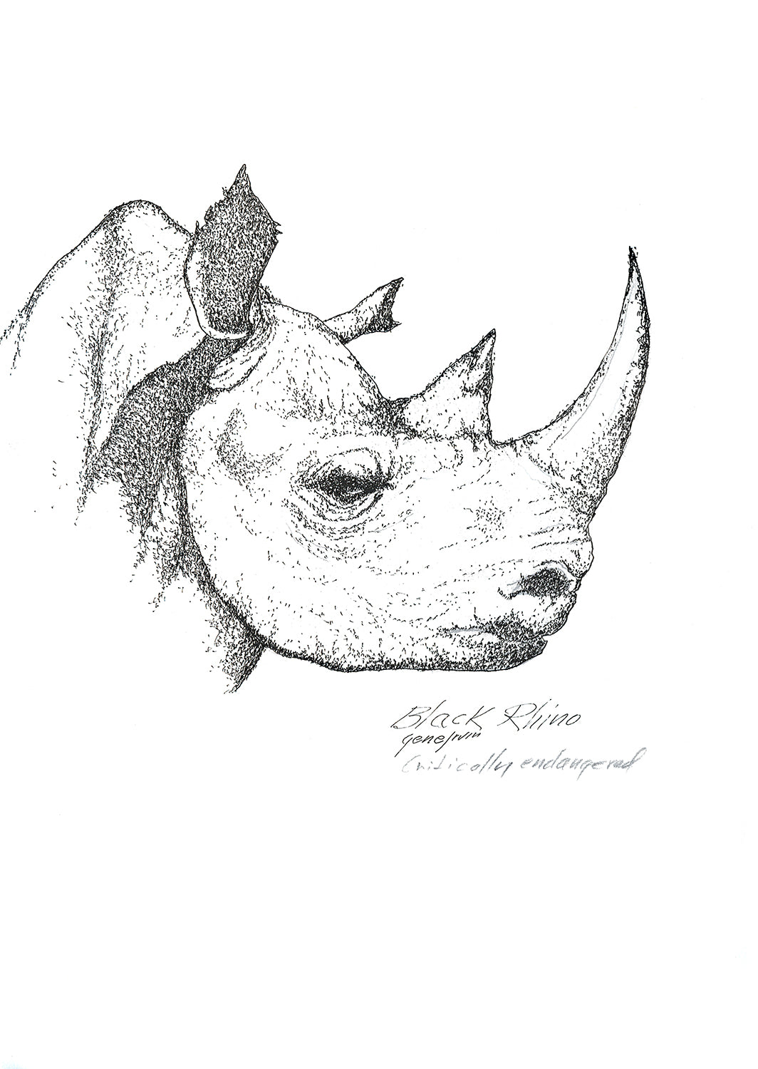 Black Rhino pen and ink illustration with watercolor washes by Gene Irvin — dense crosshatched rendering of a rhinoceros with thick armored hide, two sweeping horns, and a wary intelligent eye, layered pen line work with brown and grey watercolor tones, signed by the artist