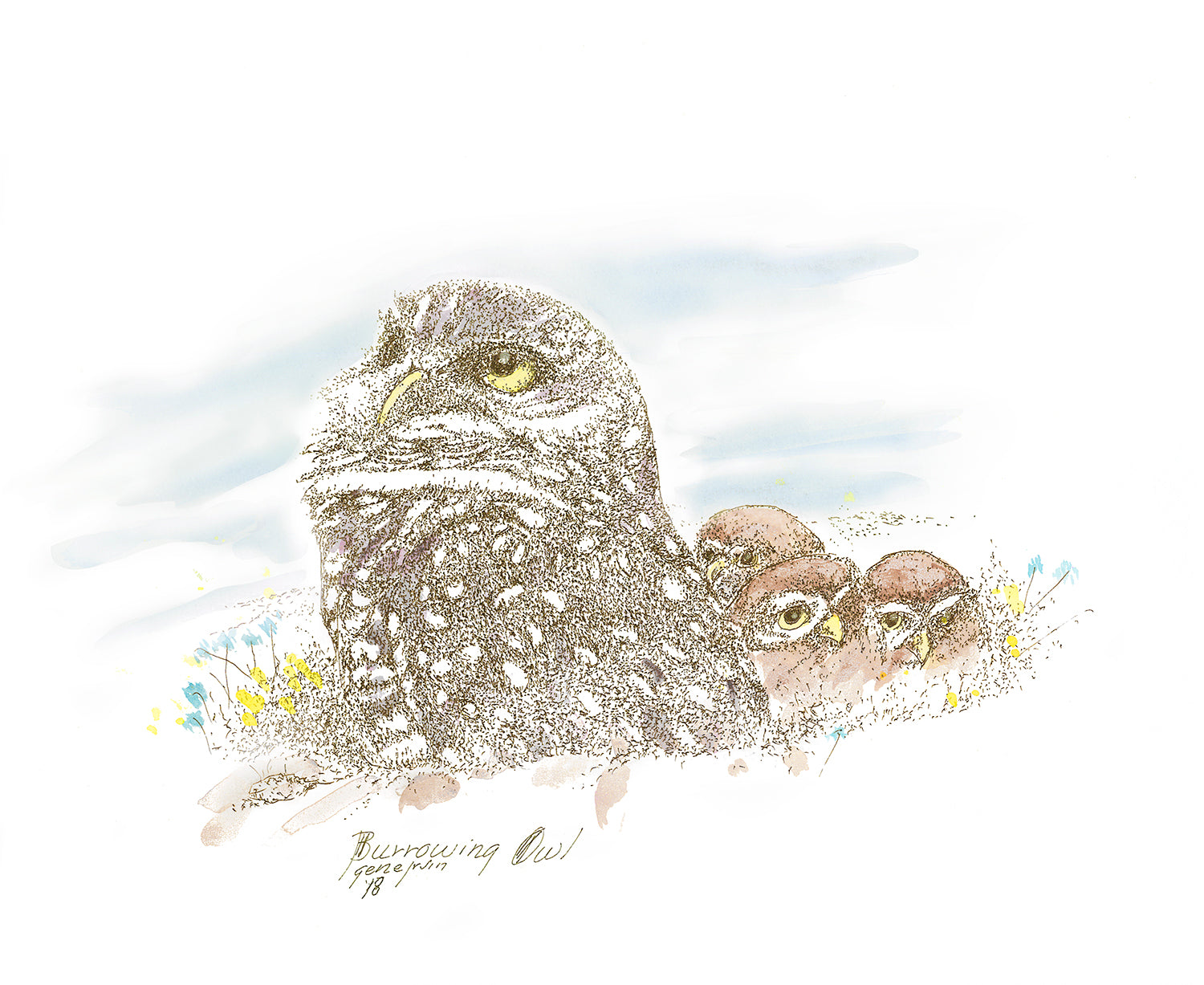 Burrowing Owl with Owlets — original pen, ink, and watercolor illustration by Gene Irvin, 2018 — adult burrowing owl with three fluffy owlets nestled in desert grass with wildflower accents, signed by the artist