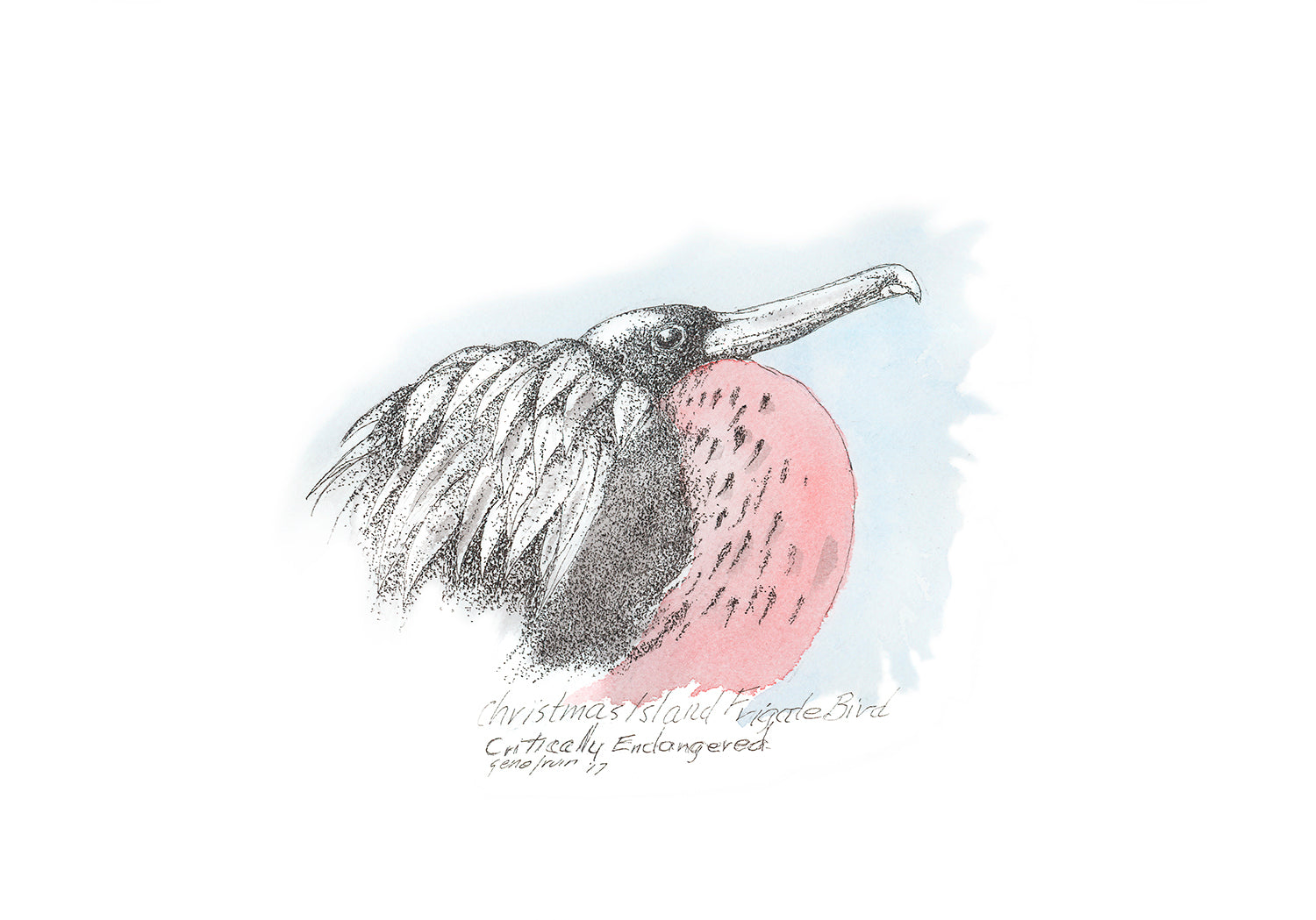Christmas Island Frigatebird pen and ink illustration by Gene Irvin, 2017 — male frigatebird with inflated pink-red gular pouch, dark plumage, and long hooked bill, stippled detail on soft blue watercolor wash background, labeled Critically Endangered, signed by the artist