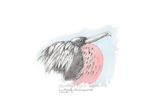 Christmas Island Frigatebird pen and ink illustration by Gene Irvin, 2017 — male frigatebird with inflated pink-red gular pouch, dark plumage, and long hooked bill, stippled detail on soft blue watercolor wash background, labeled Critically Endangered, signed by the artist