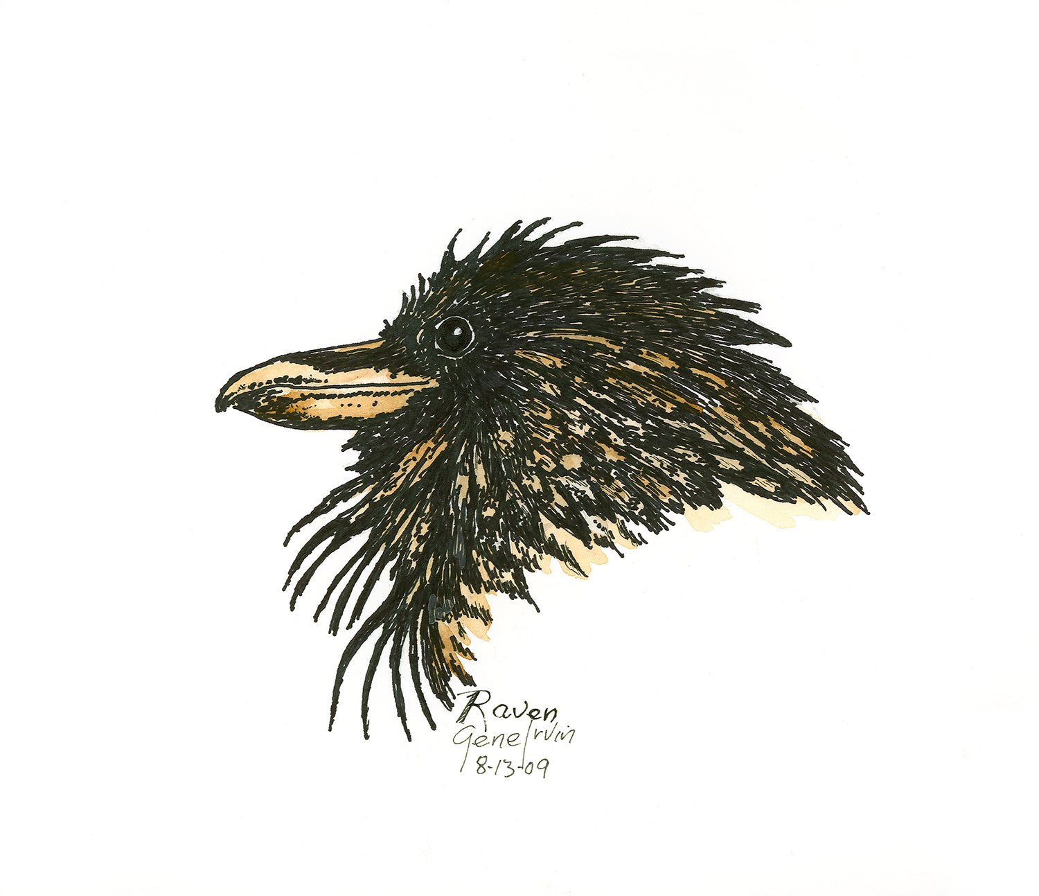 Common Raven — pen and ink illustration by Gene Irvin — glossy black raven with heavy wedge-shaped bill and alert gaze, signed Southwest wildlife art