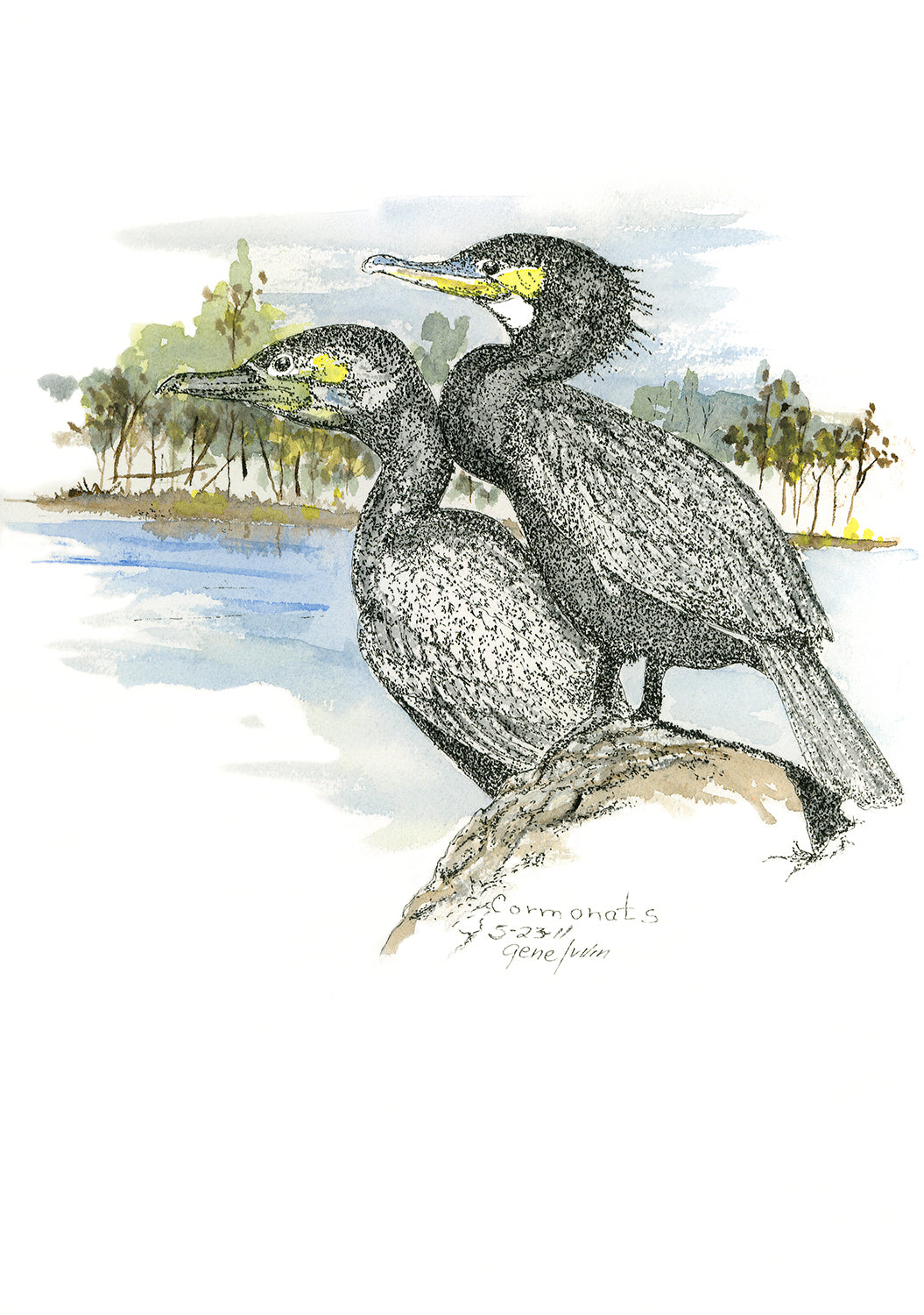 Cormorants pen, ink, and watercolor illustration by Gene Irvin — two cormorants perched together on a rock at the water's edge, dark stippled plumage with yellow-green facial skin and hooded crests, soft blue and green watercolor wash background with trees and river, signed by the artist
