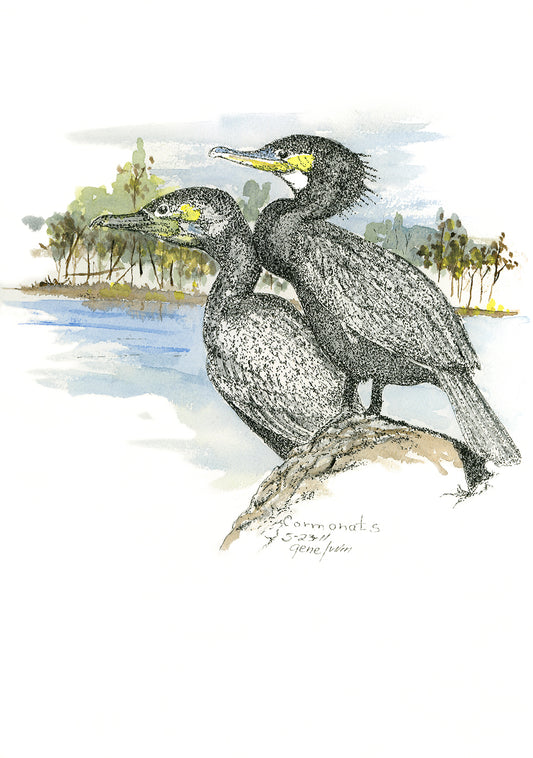 Cormorants pen, ink, and watercolor illustration by Gene Irvin — two cormorants perched together on a rock at the water's edge, dark stippled plumage with yellow-green facial skin and hooded crests, soft blue and green watercolor wash background with trees and river, signed by the artist