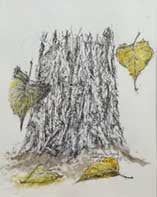 Cottonwood Tree Trunk Original - Gene's Pen & Ink